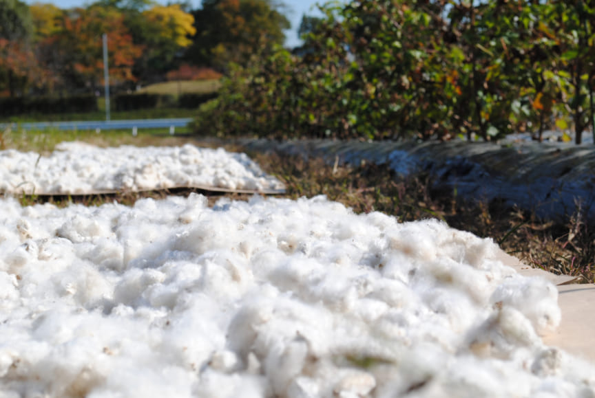 Natural Materials: Cotton